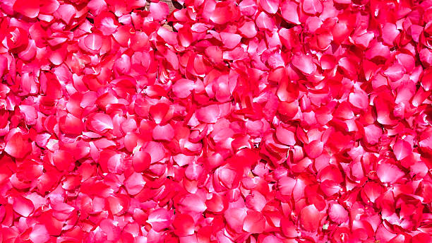 istock Red rose petals background. Red rose petals texture background. 2244429944