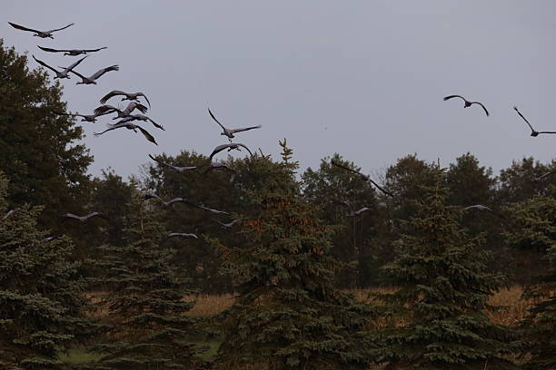 Flock of gray cranes flying above misty forest. Autumn morning with soft light and V-shaped flight symbolizes bird migration to warmer lands.