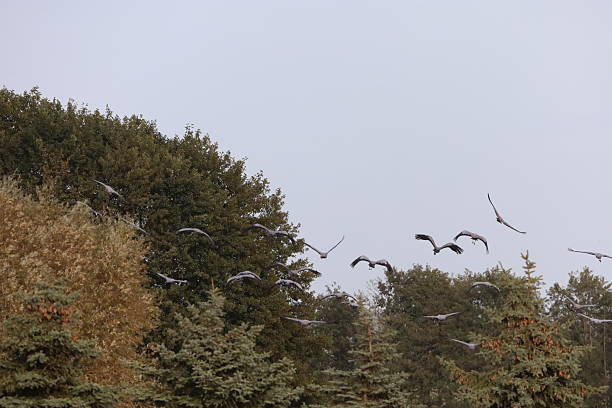 Gray cranes flock above pine forest in fog. Peaceful atmosphere and natural majesty of wildlife.