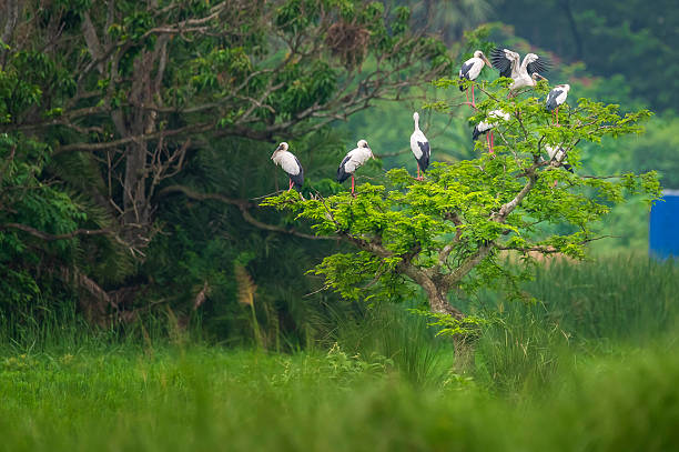 istock Flock of Asian Openbill Storks perched on a small tree in wetland habitat 2244430479