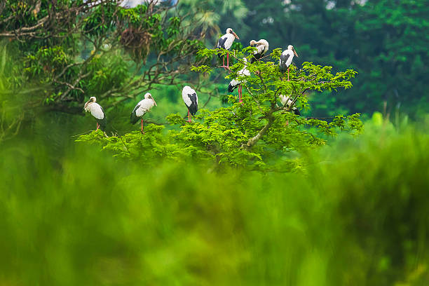 istock Flock of Asian Openbill Storks perched on a small tree in wetland habitat 2244430515