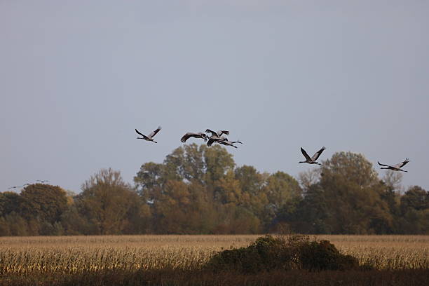 istock Gray cranes flying above autumn cornfield and forest 2244430662