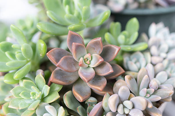 istock Growing succulents in the garden 2244430781