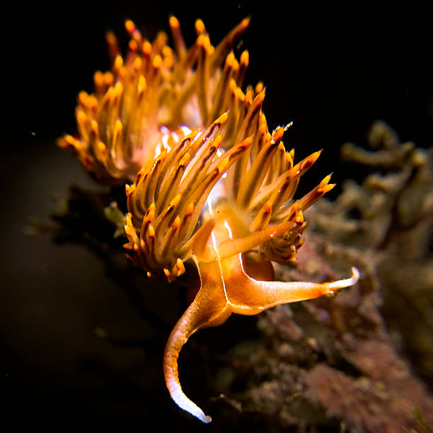 istock Nudibranch in the night 2244432357