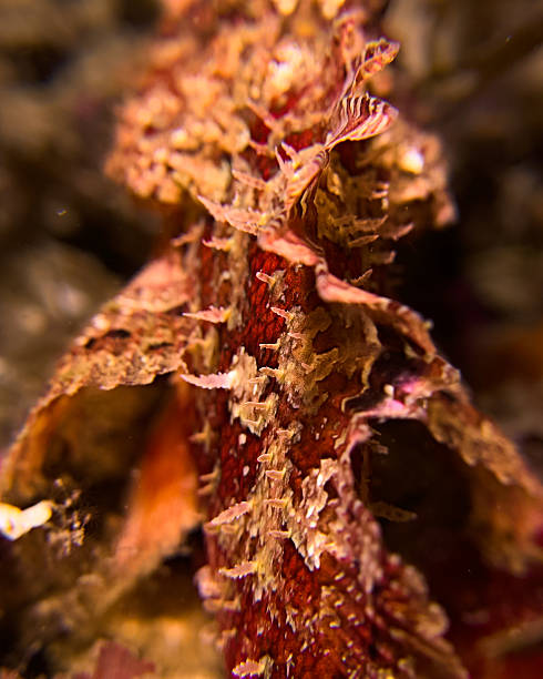 istock Close up of scorpionfish spikes 2244432414