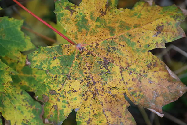 istock Orange maple leaf with brown spots close-up 2244432651