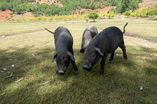 Black pigs raised on grasslands