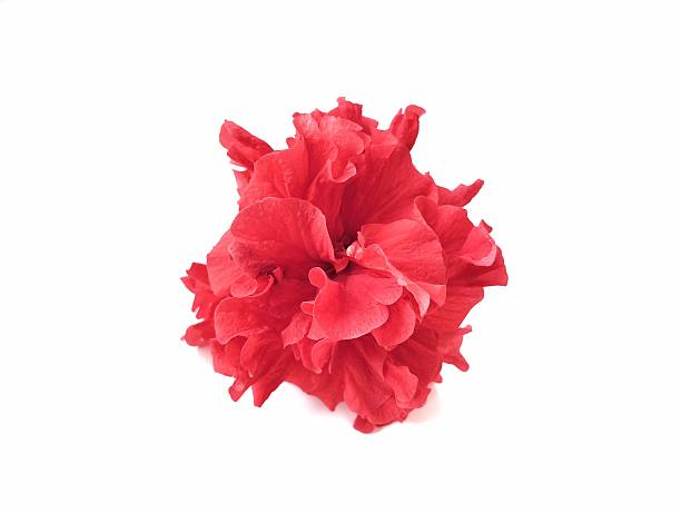 the intricate stamen and pistil structure of a Hibiscus flower