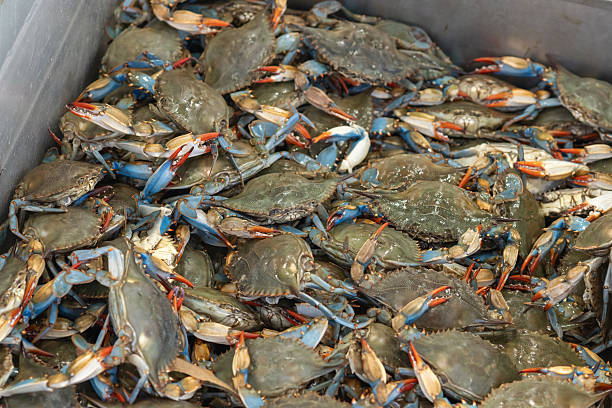 istock A large container filled with live blue crabs at a seafood market. 2244434013