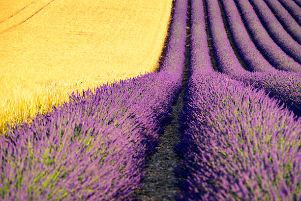 Lavender flowers blossoming on the plateau of Valensole in the Provence during a summer day. It typically occurs from late June to mid-July, depending on the weather and elevation. The air is filled with sounds of buzzing bees and the scent of lavender permeates the air. Golden wheat fields grow nearby, adding colorful contrast. Local products include lavender oil, soaps, liqueurs, and honey.