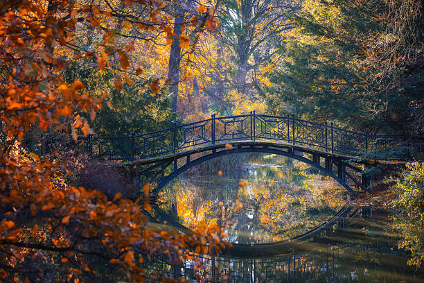 istock Golden Autumn Reflections A Bridge in Nature 2244434473