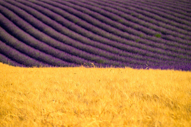 Lavender flowers blossoming on the plateau of Valensole in the Provence during a summer day. It typically occurs from late June to mid-July, depending on the weather and elevation. The air is filled with sounds of buzzing bees and the scent of lavender permeates the air. Golden wheat fields grow nearby, adding colorful contrast. Local products include lavender oil, soaps, liqueurs, and honey.