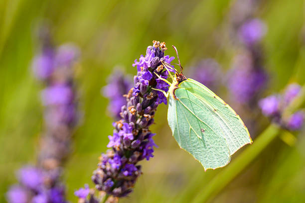 Cleopatra butterfly (Gonepteryx cleopatra) sitting on blossoming lavender in the Provence in France during a sunny summer day.