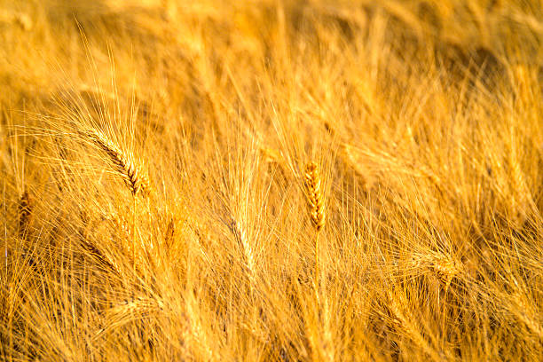 Close op of a golden yellow wheat field with during summer in the Provence, France.