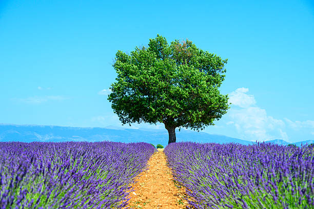 Lavender flowers blossoming with an oak tree on the horizon on the plateau of Valensole in the Provence during a summer day. It typically occurs from late June to mid-July, depending on the weather and elevation. The air is filled with sounds of buzzing bees and the scent of lavender permeates the air. Golden wheat fields grow nearby, adding colorful contrast. Local products include lavender oil, soaps, liqueurs, and honey.
