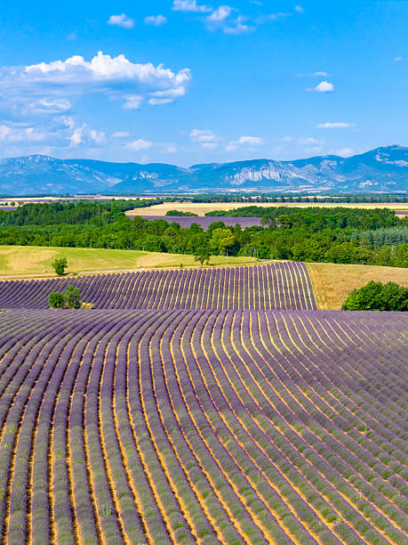 istock Lavender blossoming in the Provence during a summer day 2244434621