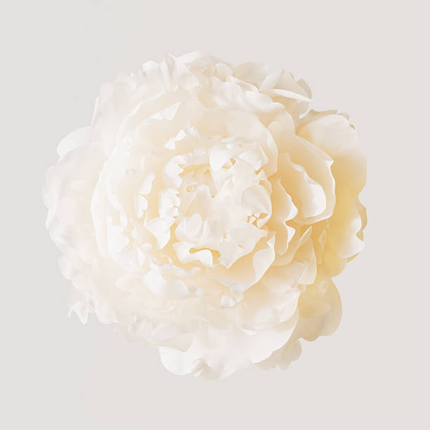 istock Elegant single white peony flower isolated on neutral background, soft delicate petals and natural beauty for botanical, decor, or spa design concepts, 3d rendering 2244436440