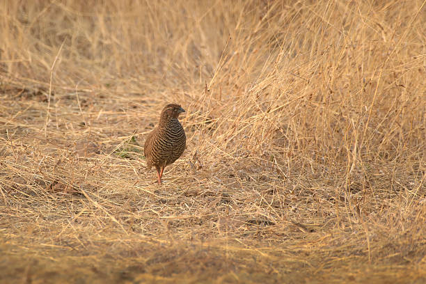 istock Rock Bush Quail at Bhigwan in Maharashtra, India 2244436629