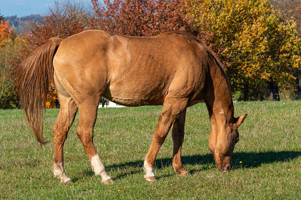 istock Single horse grazing on a pasture 2244436846