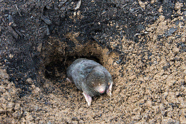 Mole repellent