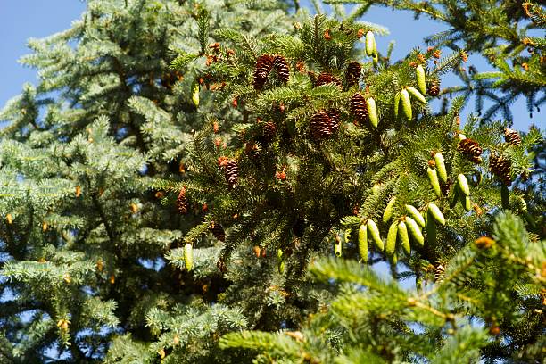 istock Close-up shot of spruce cones hanging on a spruce tree branches 2244437614
