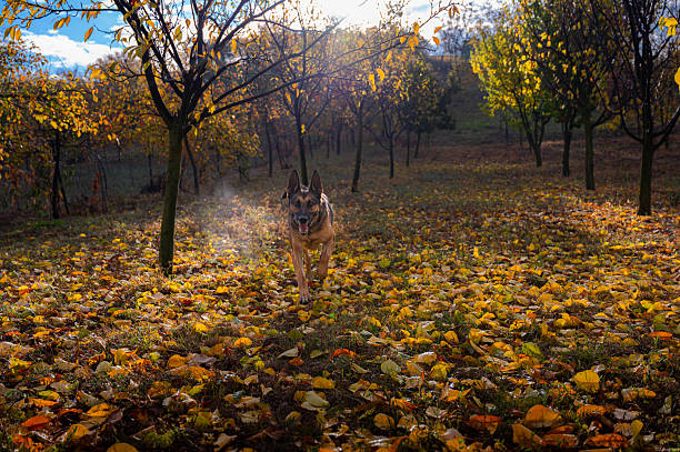 istock Enjoying of an autumn afternoon 2244437878