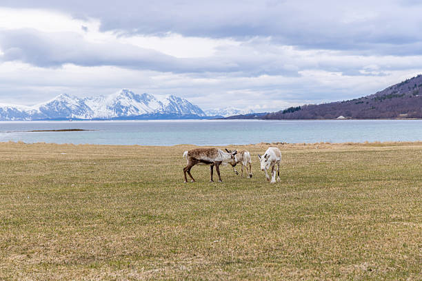 Group of reindeer feeding on sparse grass near icy shoreline with snow-covered mountains in the background. Arctic wildlife grazing in cold tundra landscape. Northern nature scene with animals.