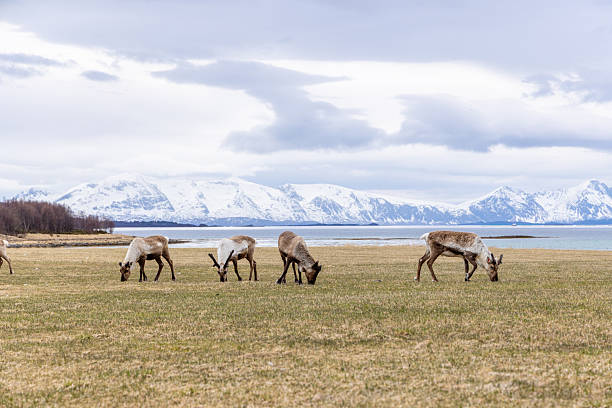 Reindeer grazing in the snow during winter in Northern Norway. The Reindeer are living in a natural environment.
