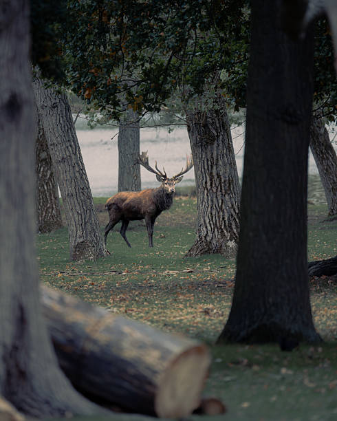 A red stag wanders through the woods.