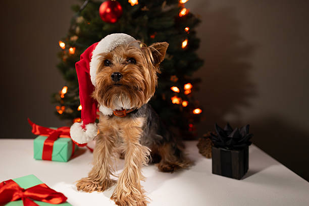 istock Yorkshire Terrier With Santa Hat Poses Near Christmas Tree And Presents 2244440620
