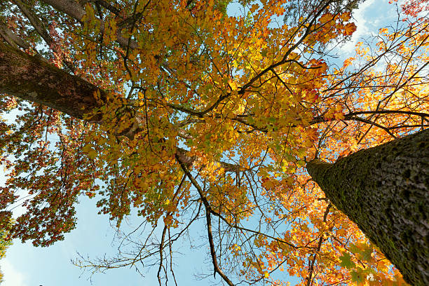 istock Vivid Maple Tree Canopy in Golden Autumn Colors Against Clear Blue Sky, Low Angle View 2244441280