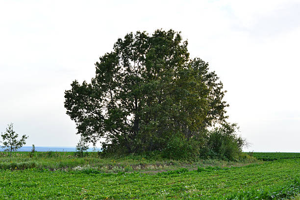 Idyllic forest in summer with sunset. Green tree crowns. Trees in the forest are a source of life-giving oxygen, it is also home to many species of animals, it purifies the air and even protects against floods. The forest also allows for active recreation outdoors and calm and relaxing walks.