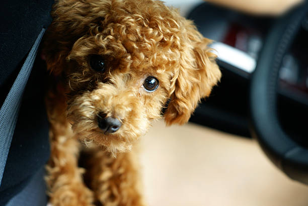 istock Cute Red Toy Poodle 2244442098