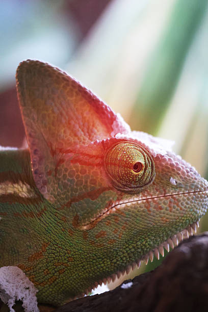 istock Close up of a chameleon 2244442646