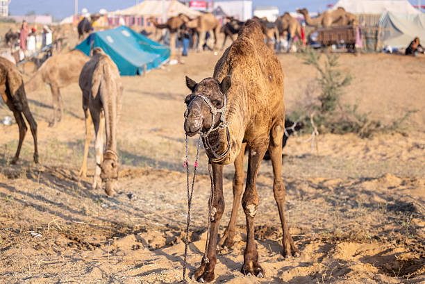 istock Domestic camel at pushkar fair 2244442966