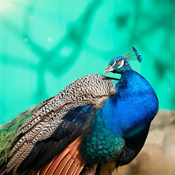 istock Vibrant peacock with dazzling blue plumage and a crest, peacefully resting against a serene teal background. Showcases the bird's intricate feather patterns and majestic beauty. 2244443837