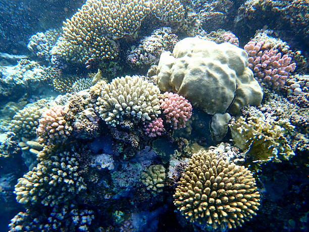 istock red sea coral reef 2244446272