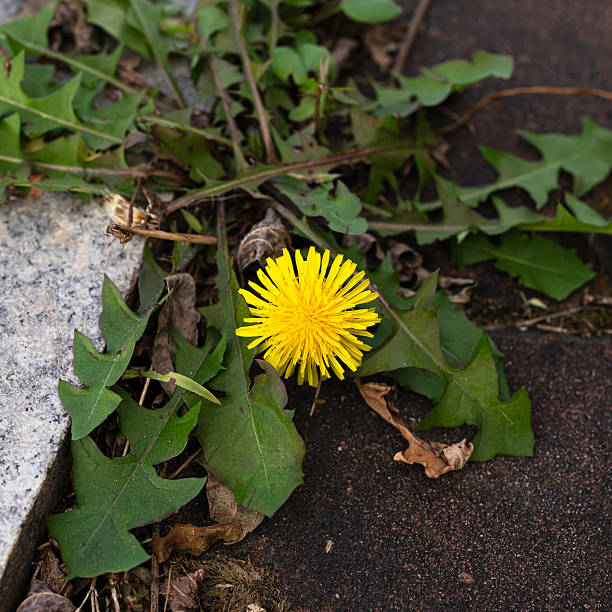 istock color full flowers end of summer 2244447028
