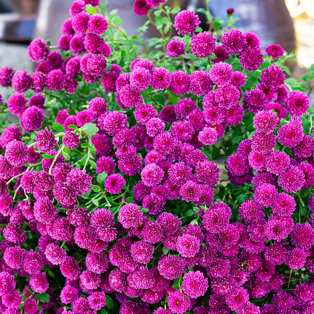 istock color full flowers end of summer 2244447037
