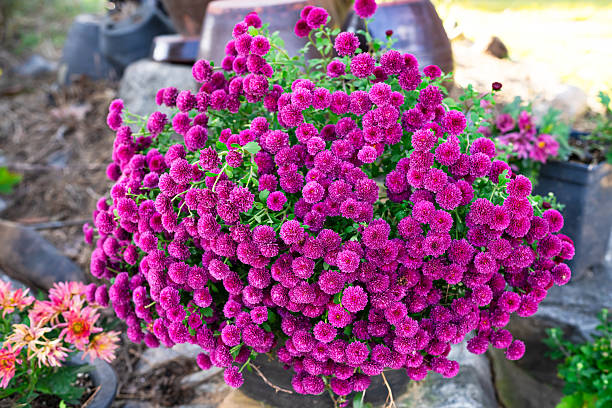 istock color full flowers end of summer 2244447040