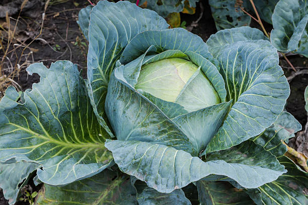 istock White cabbage head late variety on a field close-up 2244447067