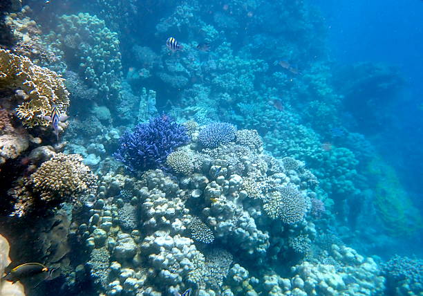 Photo of coral reef in Sharm El Sheik, Egypt