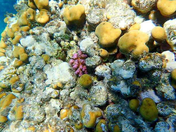 istock red sea coral reef 2244447738