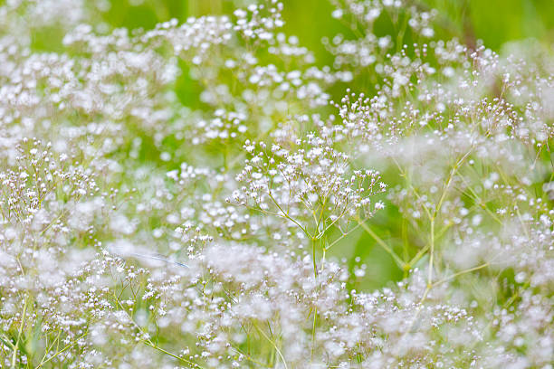 istock Small white flowers on a green background 2244449170