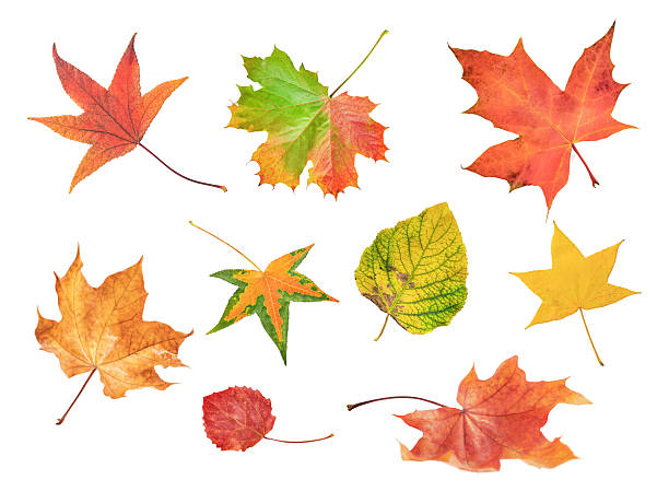 istock autumn colorful leaves highlighted on a white background 2244450406