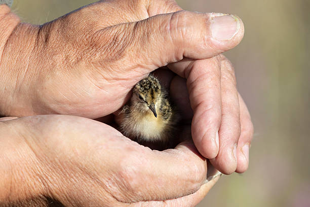 A small chick in the hands of a ornithologist