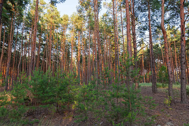 istock Pine forest with young trees on foreground in sunny evening 2244451119