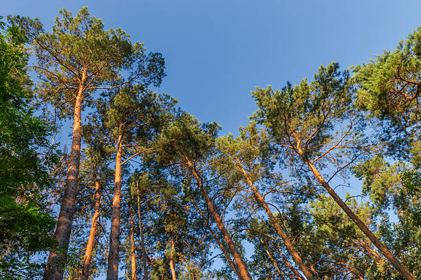 istock High pines in forest against clear sky in sunny day 2244451152