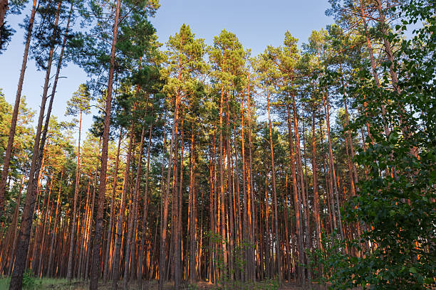 istock Forest edge with high pines in summer sunny evening 2244451254