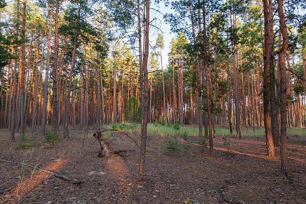 istock Pine forest of sparsely growing high trees in sunny evening 2244451293